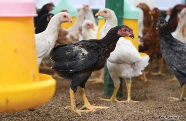 Santri Belajar Wirausaha Ternak Ayam Joper
